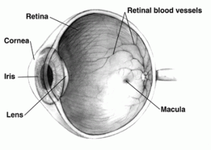 A section of an eyeball with scientific labeling