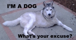 A husky with missing its front right leg  laying down with text I'm a dog, what's your excuse